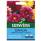 Dahlia Unwins Dwarf Hybrids
